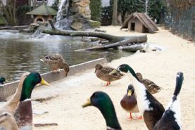 Vogelwelt vom Tierpark Bad Kösen