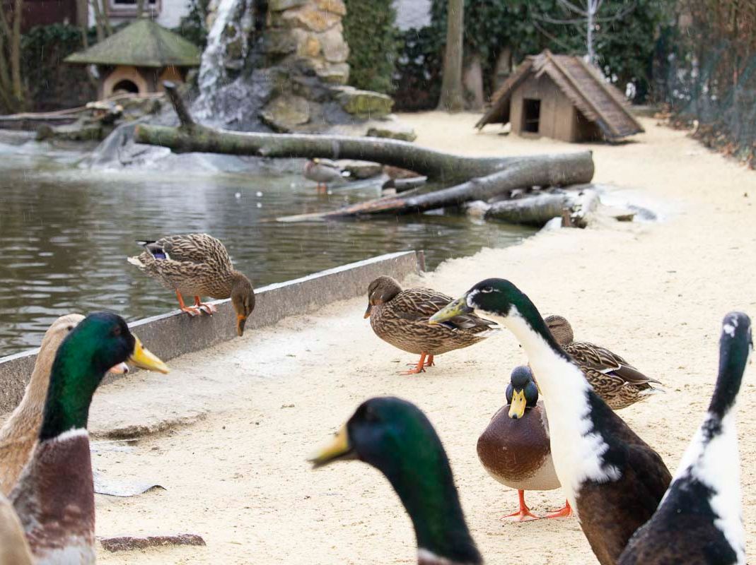 Vogelwelt vom Tierpark Bad Kösen