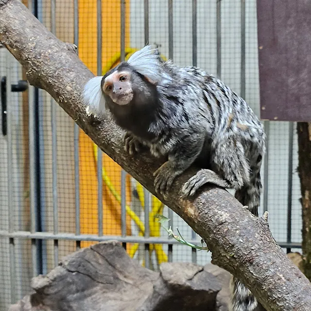 Unsere Bewohner der Affenwelt von Attraktionen vom Tierpark Bad Kösen