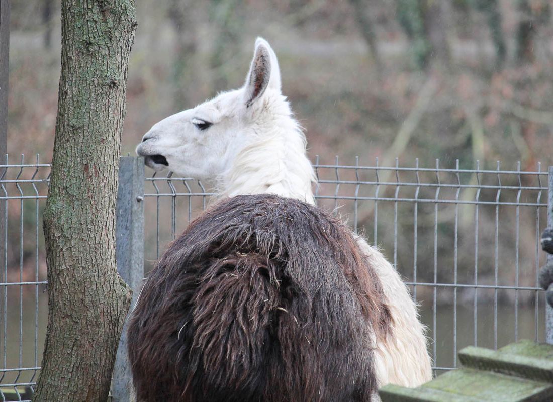 Klein- und Huftierwelt vom Tierpark Bad Kösen