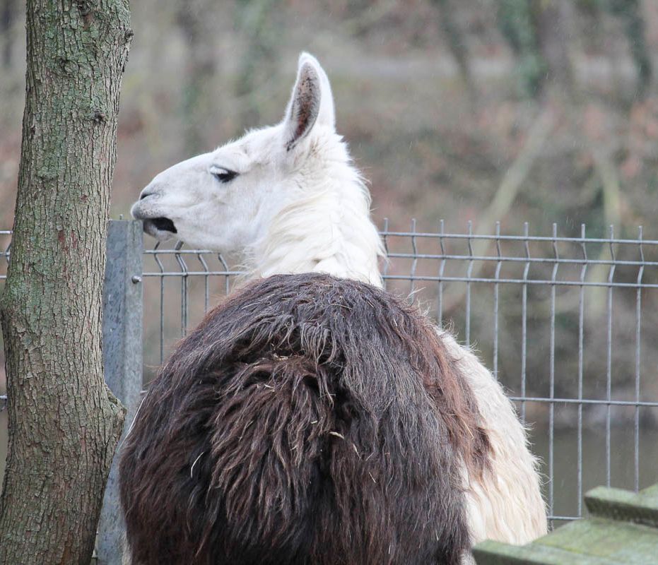 Klein- und Huftierwelt vom Tierpark Bad Kösen