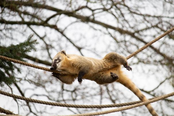 Unsere Bewohner der Raubtierwelt vom Attraktionen vom Tierpark Bad Kösen