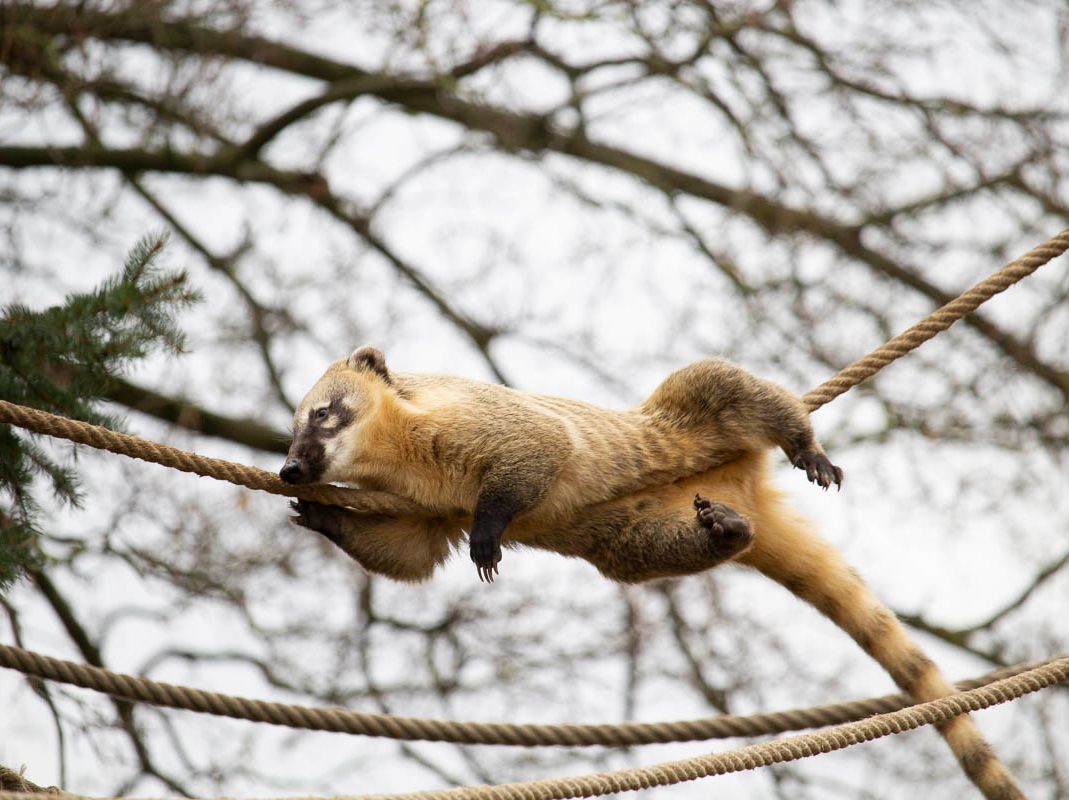 Unsere Bewohner der Raubtierwelt vom Attraktionen vom Tierpark Bad Kösen