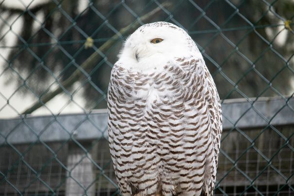 Unsere Bewohner der Raubtierwelt vom Attraktionen vom Tierpark Bad Kösen