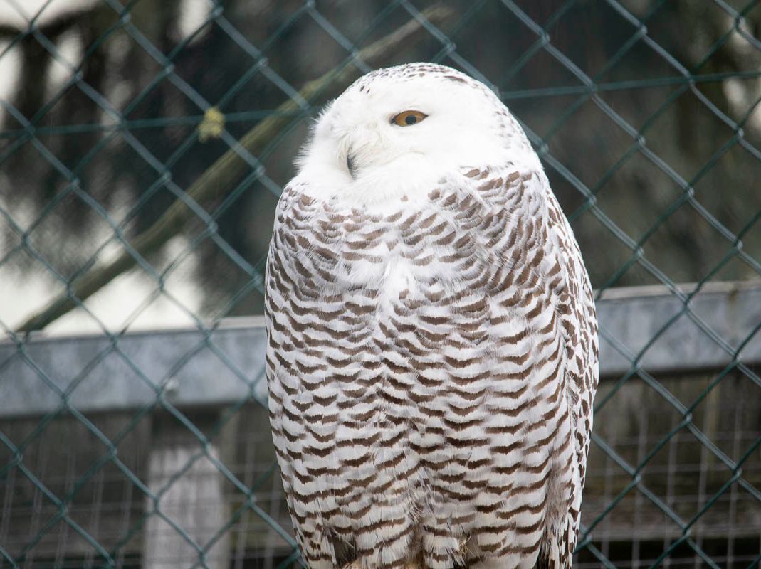 Unsere Bewohner der Raubtierwelt vom Attraktionen vom Tierpark Bad Kösen