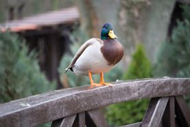 Vogelwelt vom Tierpark Bad Kösen