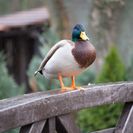 Vogelwelt vom Tierpark Bad Kösen