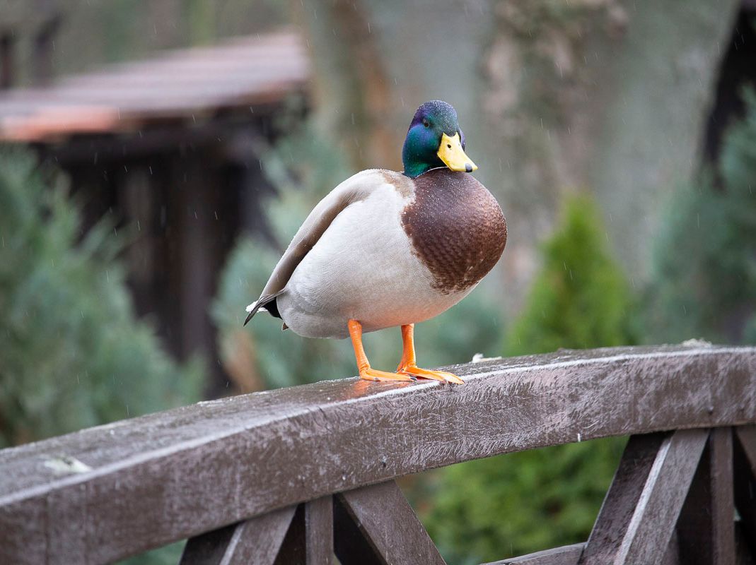 Vogelwelt vom Tierpark Bad Kösen
