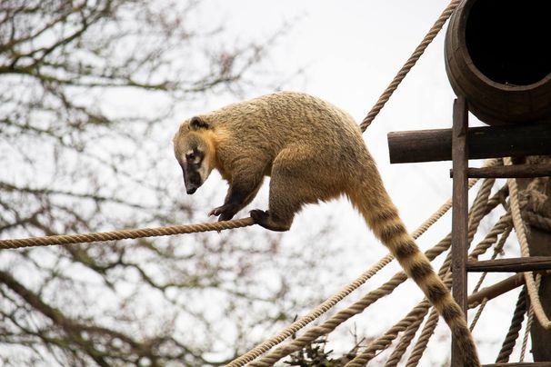 Unsere Bewohner der Raubtierwelt vom Attraktionen vom Tierpark Bad Kösen