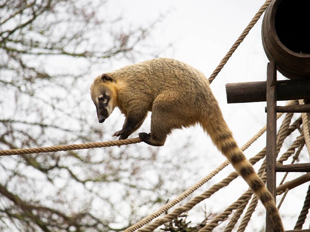 Unsere Bewohner der Raubtierwelt vom Attraktionen vom Tierpark Bad Kösen