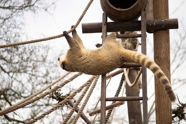 Unsere Bewohner der Raubtierwelt vom Attraktionen vom Tierpark Bad Kösen