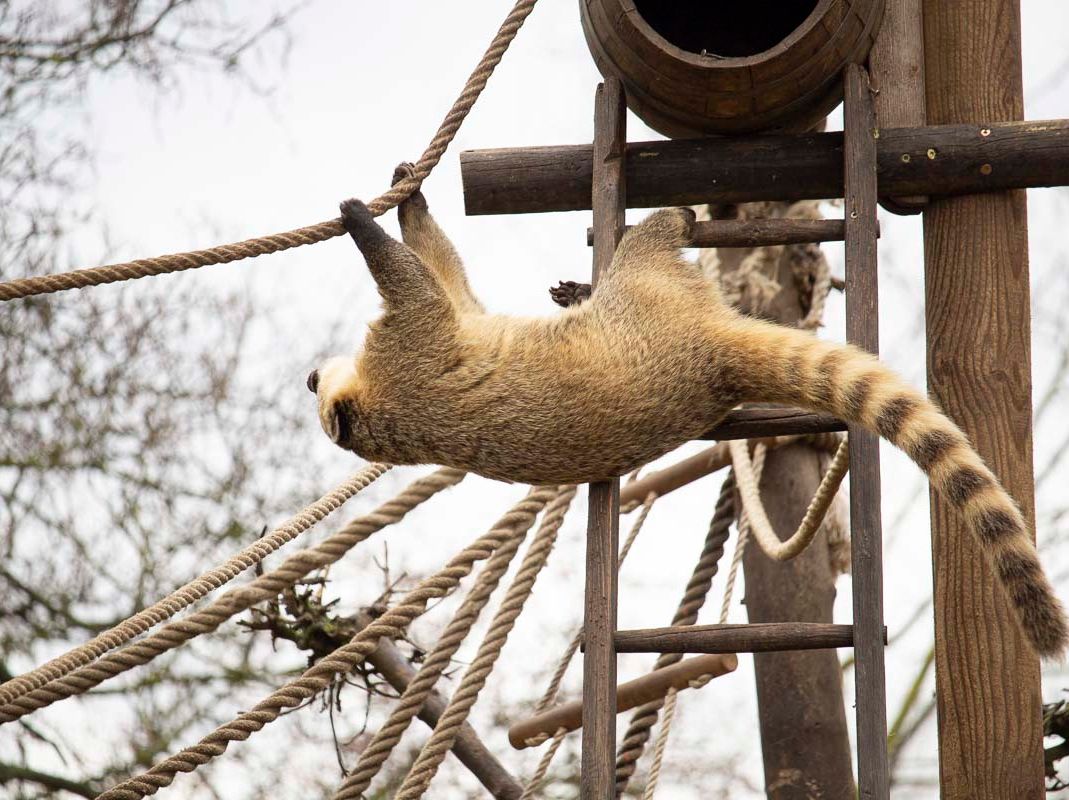 Unsere Bewohner der Raubtierwelt vom Attraktionen vom Tierpark Bad Kösen