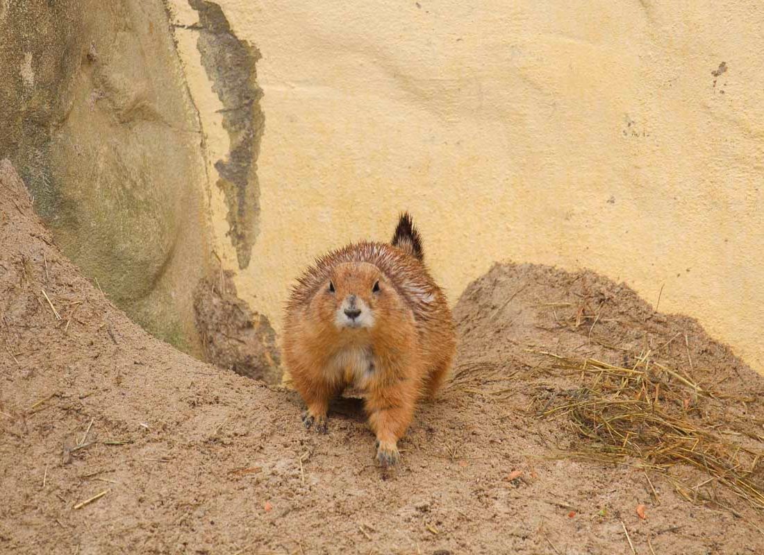 Klein- und Huftierwelt vom Tierpark Bad Kösen