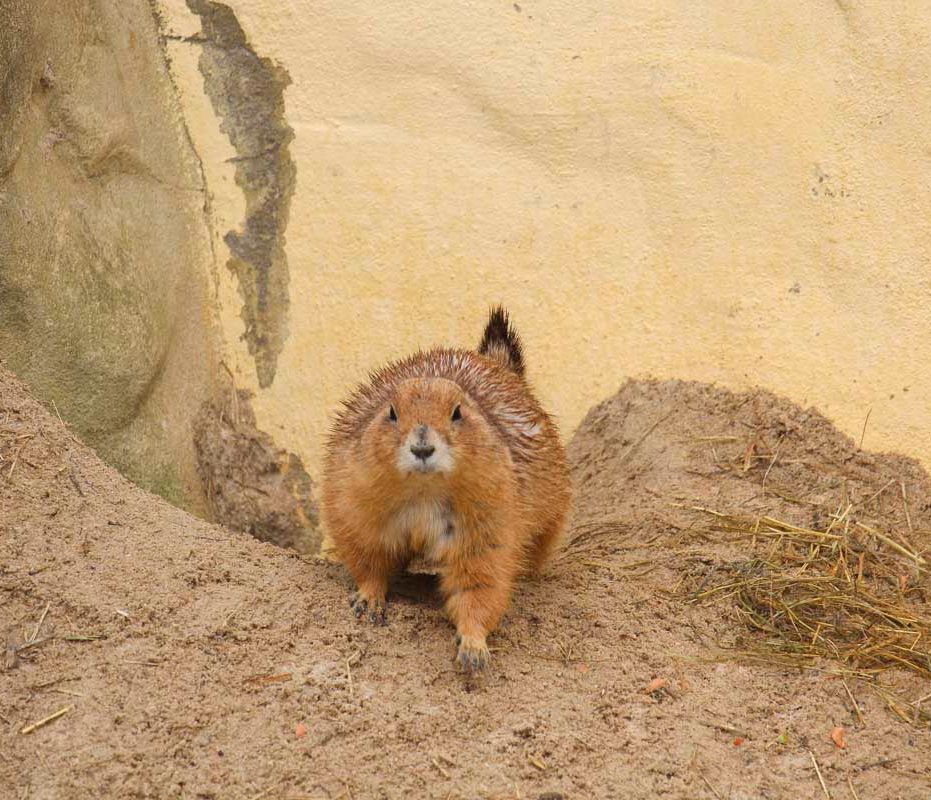 Klein- und Huftierwelt vom Tierpark Bad Kösen