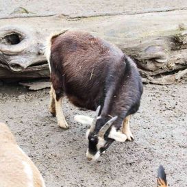Klein- und Huftierwelt vom Tierpark Bad Kösen
