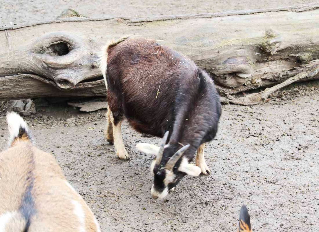 Klein- und Huftierwelt vom Tierpark Bad Kösen