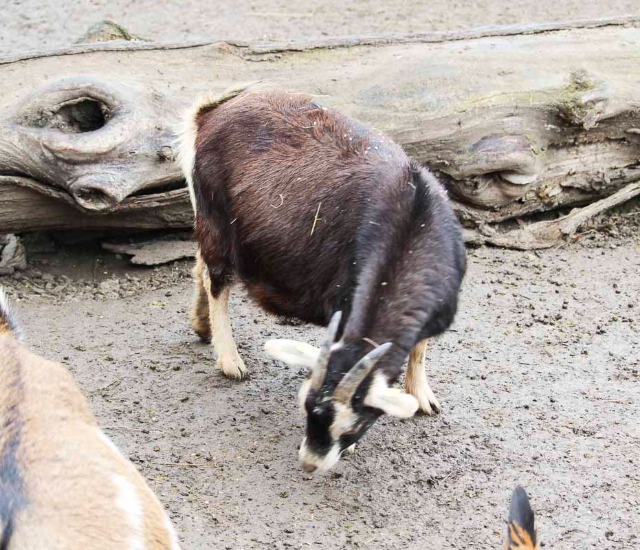 Klein- und Huftierwelt vom Tierpark Bad Kösen