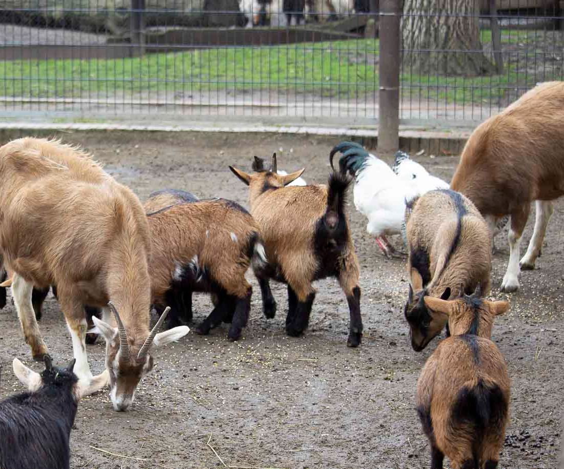 Klein- und Huftierwelt vom Tierpark Bad Kösen