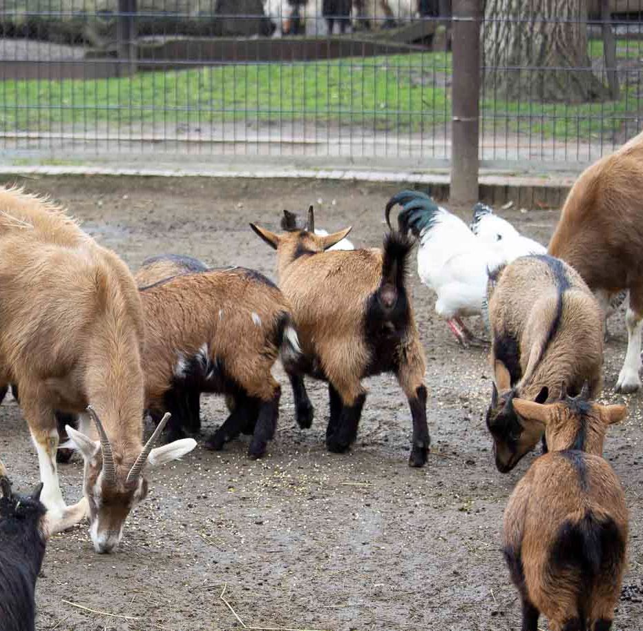 Klein- und Huftierwelt vom Tierpark Bad Kösen