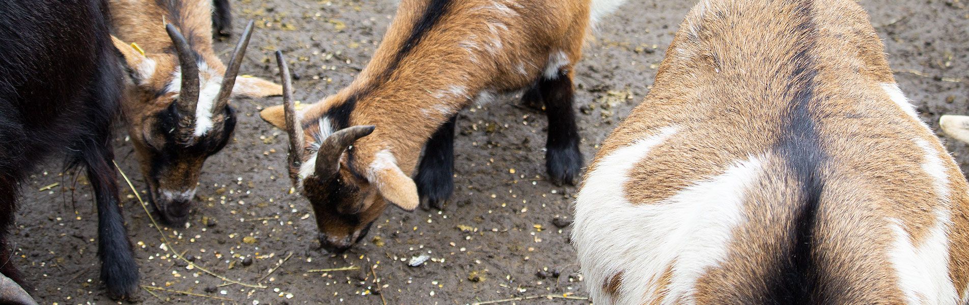 Attraktionen vom Tierpark Bad Kösen