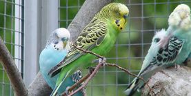 Vogelwelt vom Tierpark Bad Kösen