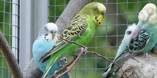 Vogelwelt vom Tierpark Bad Kösen