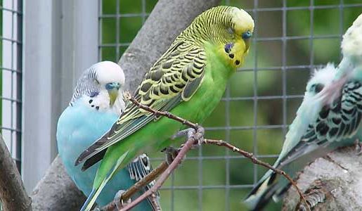 Vogelwelt vom Tierpark Bad Kösen