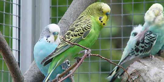 Vogelwelt vom Tierpark Bad Kösen