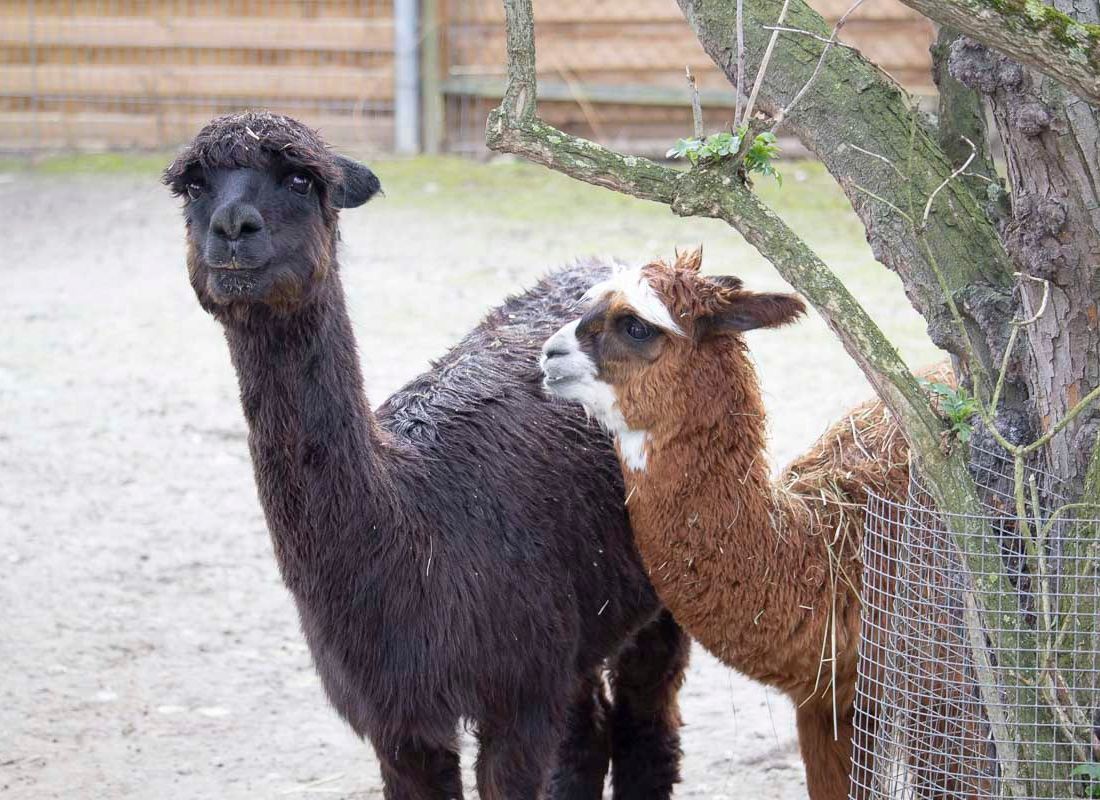 Klein- und Huftierwelt vom Tierpark Bad Kösen