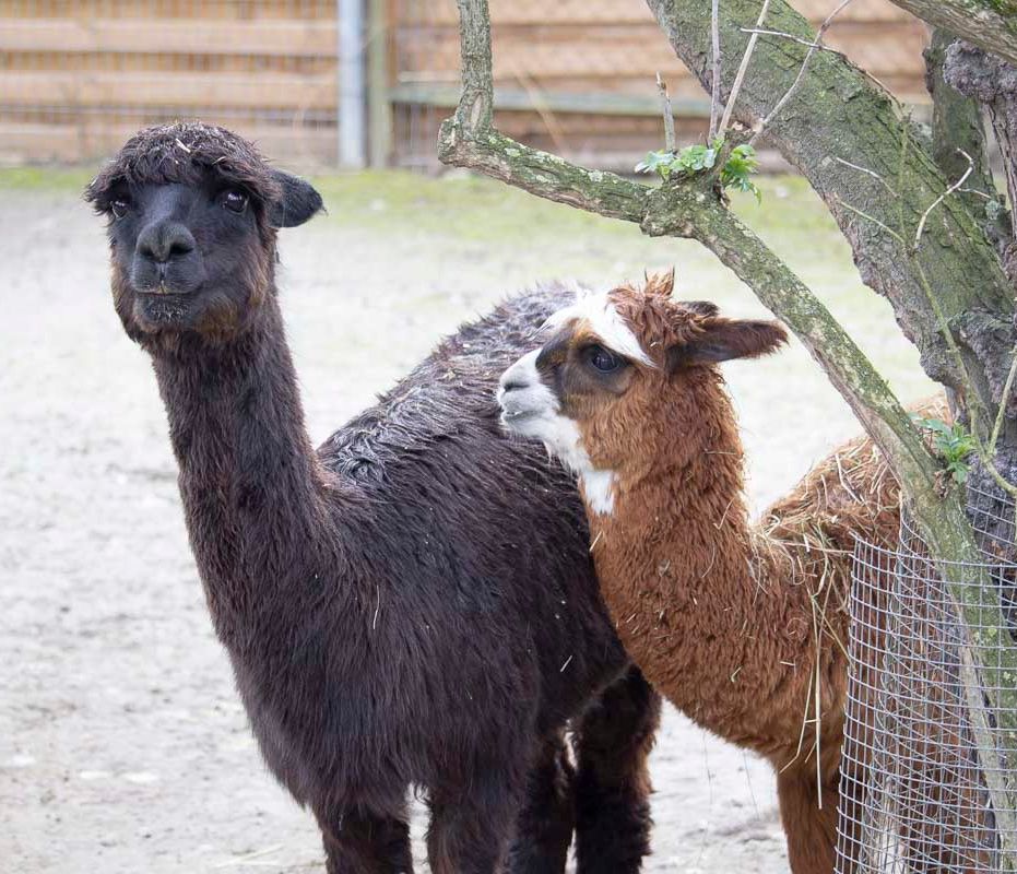 Klein- und Huftierwelt vom Tierpark Bad Kösen