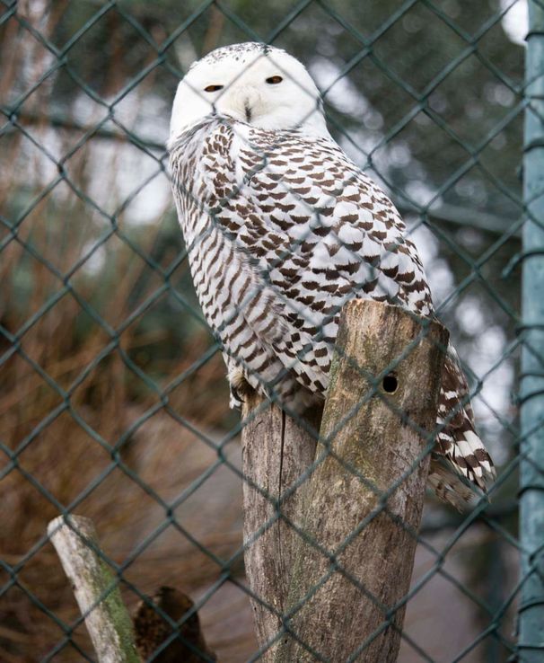 Unsere Bewohner der Raubtierwelt vom Attraktionen vom Tierpark Bad Kösen