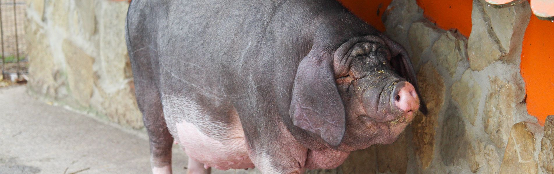 Attraktionen vom Tierpark Bad Kösen