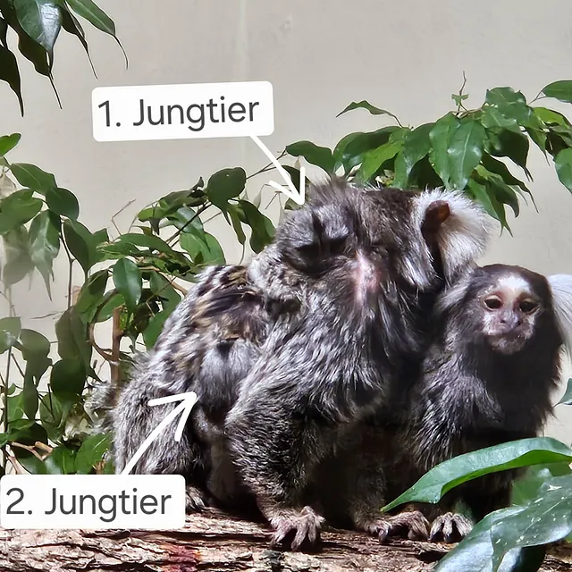 Unsere Bewohner der Affenwelt von Attraktionen vom Tierpark Bad Kösen