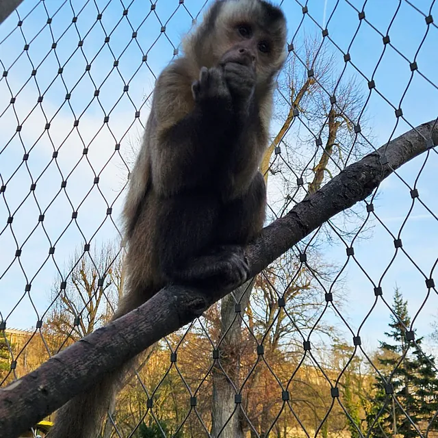 Unsere Bewohner der Affenwelt von Attraktionen vom Tierpark Bad Kösen
