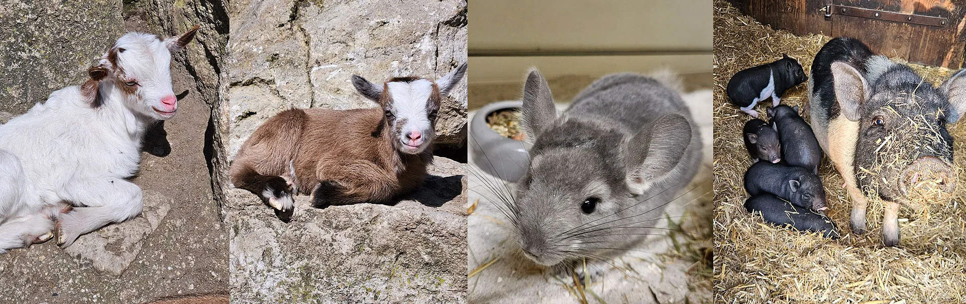 Attraktionen vom Tierpark Bad Kösen