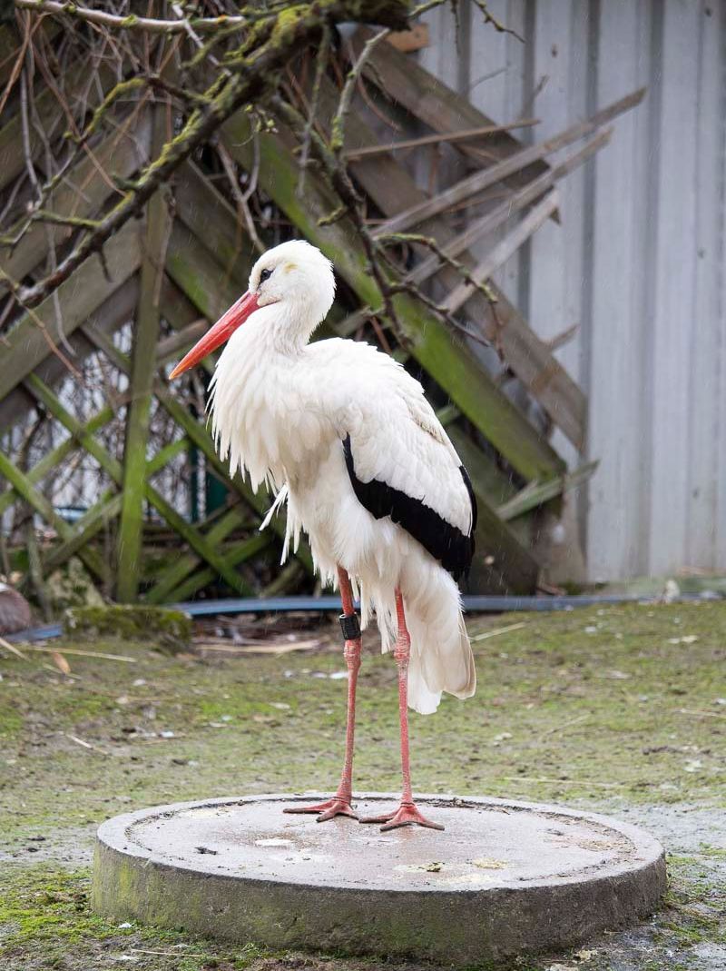 Vogelwelt vom Tierpark Bad Kösen