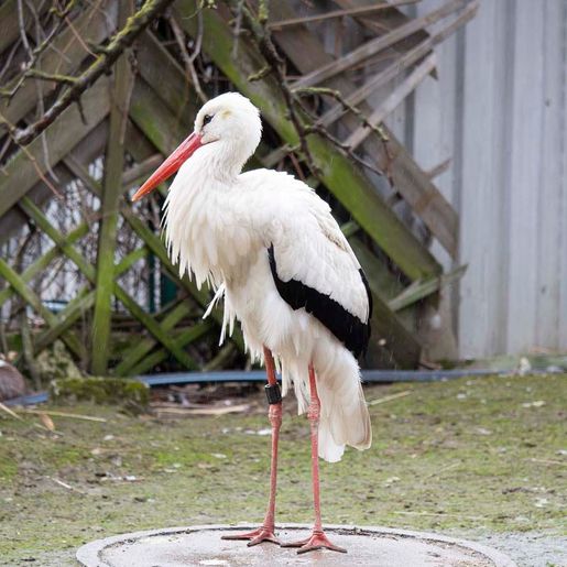 Vogelwelt vom Tierpark Bad Kösen