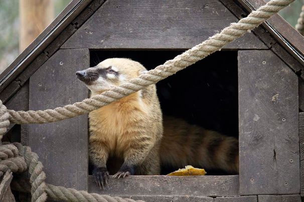 Unsere Bewohner der Raubtierwelt vom Attraktionen vom Tierpark Bad Kösen