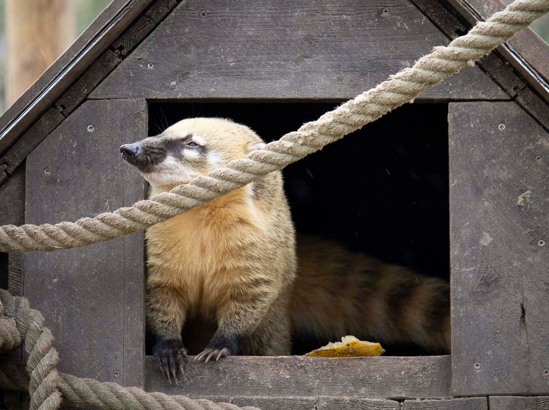 Unsere Bewohner der Raubtierwelt vom Attraktionen vom Tierpark Bad Kösen