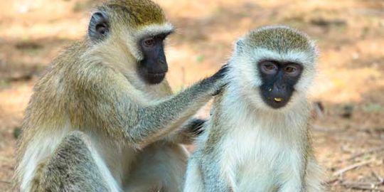 Affenwelt vom Tierpark Bad Kösen