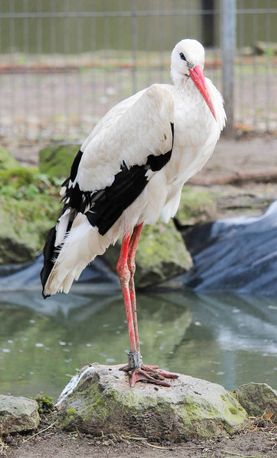 Vogelwelt vom Tierpark Bad Kösen