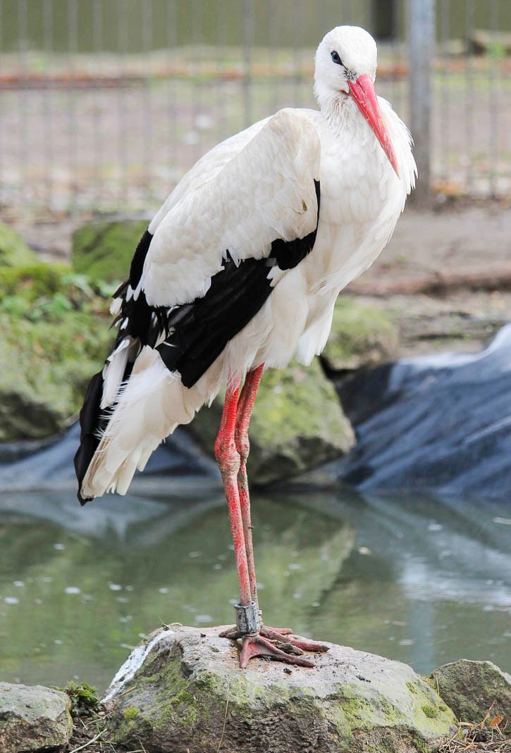 Vogelwelt vom Tierpark Bad Kösen