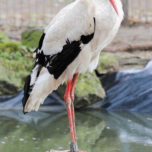Vogelwelt vom Tierpark Bad Kösen