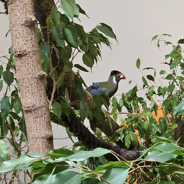Unsere Bewohner der Affenwelt von Attraktionen vom Tierpark Bad Kösen