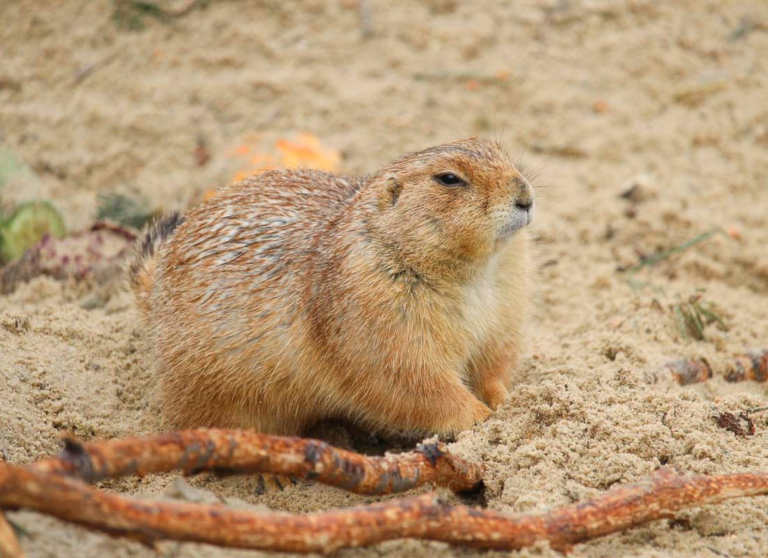 Klein- und Huftierwelt vom Tierpark Bad Kösen