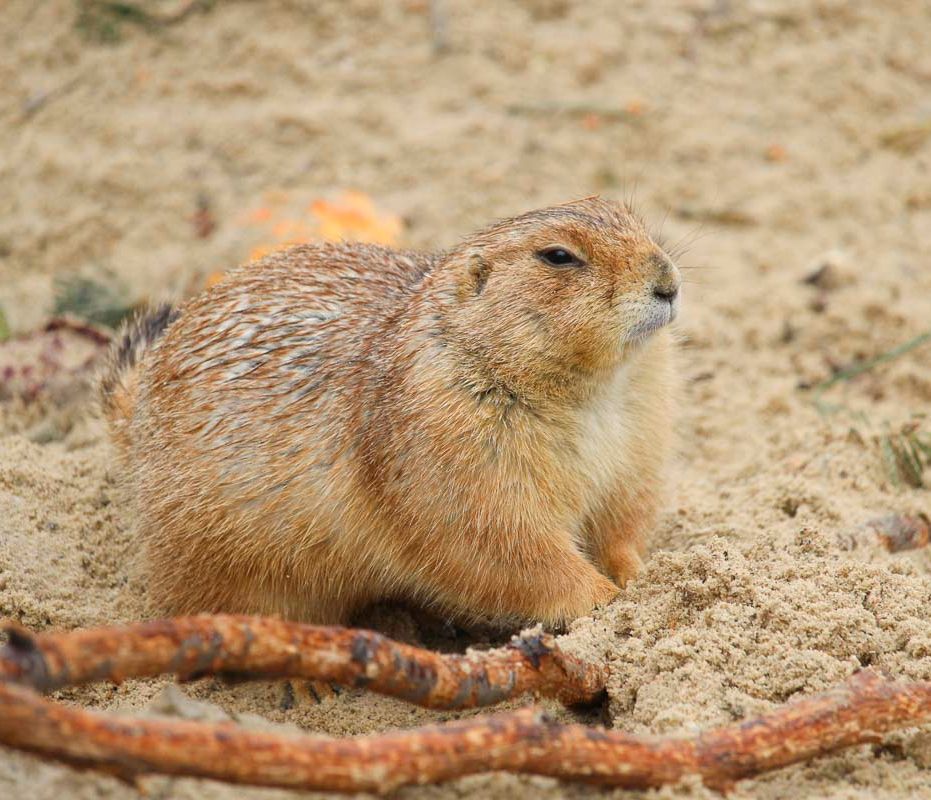 Klein- und Huftierwelt vom Tierpark Bad Kösen