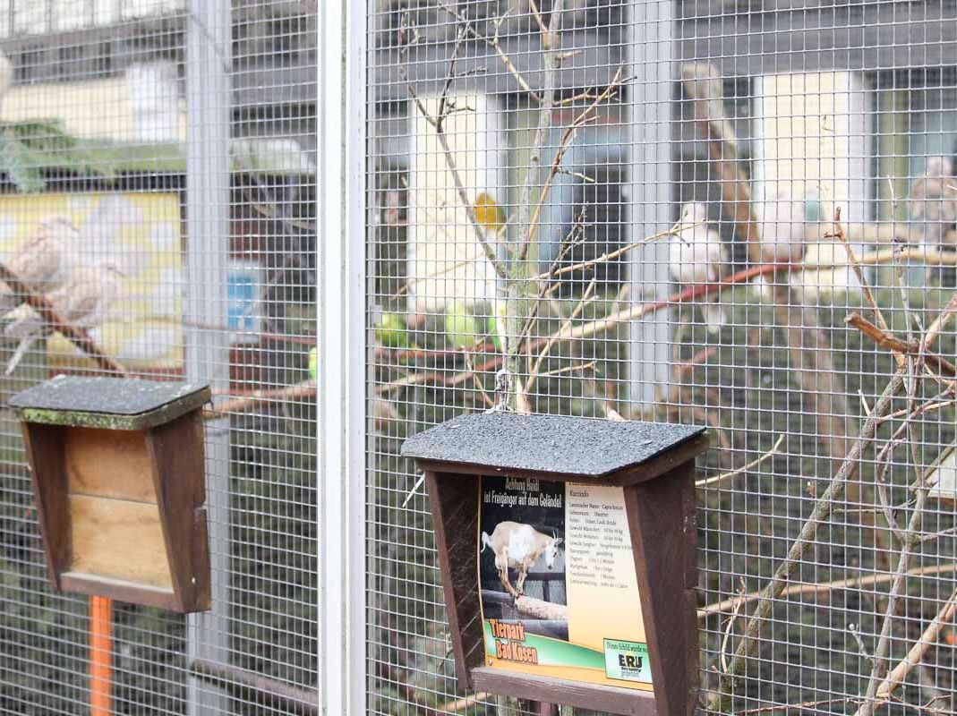 Vogelwelt vom Tierpark Bad Kösen