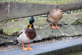 Vogelwelt vom Tierpark Bad Kösen
