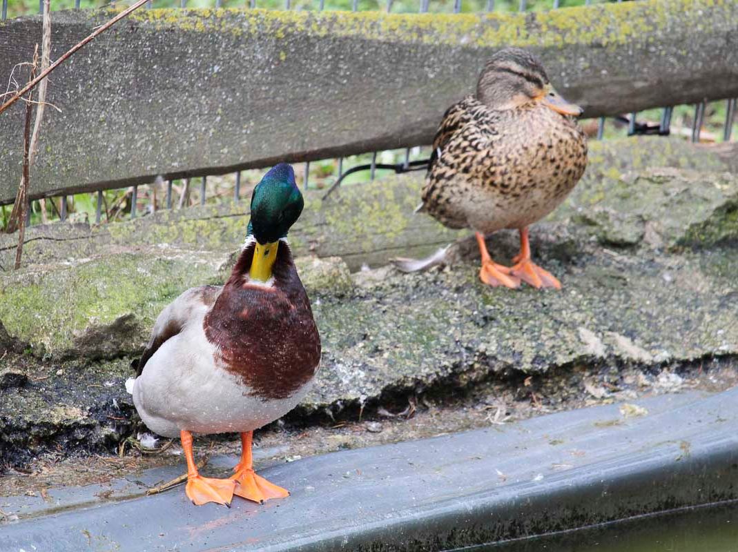 Vogelwelt vom Tierpark Bad Kösen