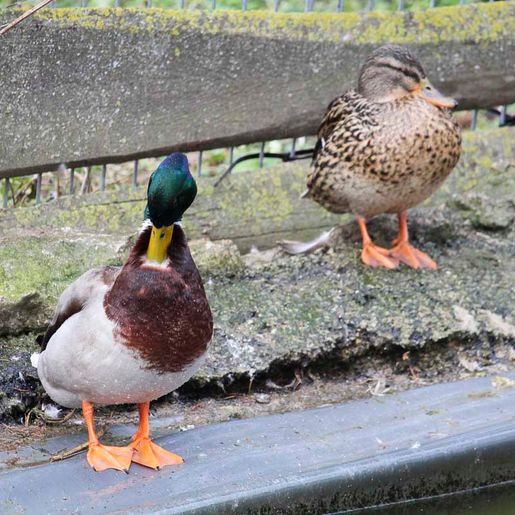 Vogelwelt vom Tierpark Bad Kösen